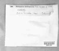 Lepra multipuncta image